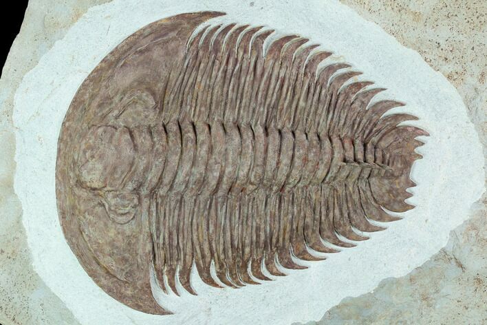 Lower Cambrian Trilobite (Longianda) - Issafen, Morocco #128984